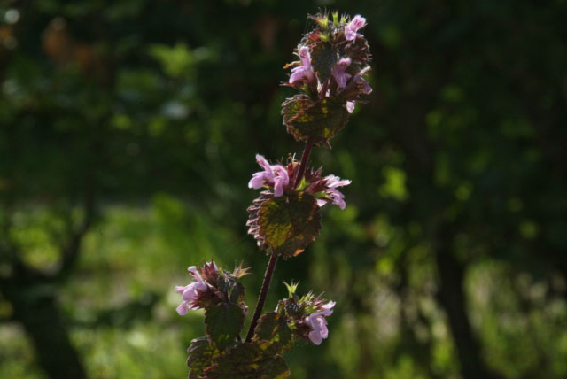 Ballota nigra subsp. nigraStinkende ballote bestellen